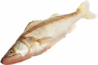 Жерех не потрошеный(НП)